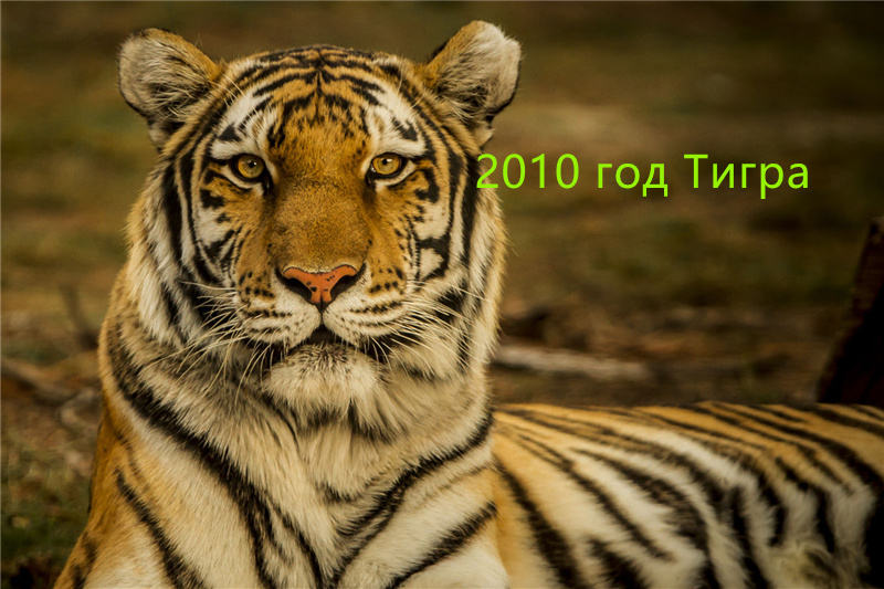 2010 год Тигра